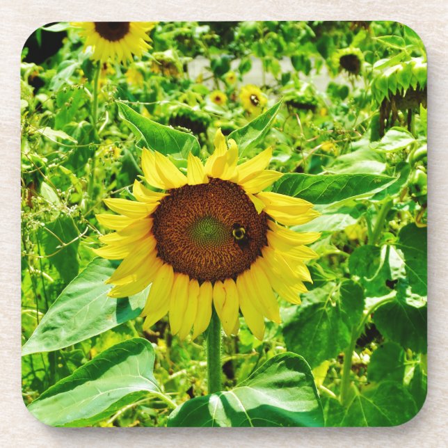 Posavasos Abeja en el girasol amarillo (Frente)