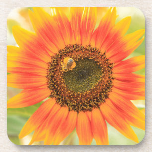 Posavasos Abejorro en girasol, Jardín Comunitario