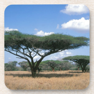 Posavasos Acacia tortilis (Umbrella Thorn Acacia), Mkuze