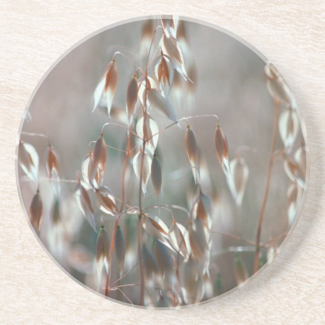 Posavasos Acejas maduras (Avena Sativa) Cerca. Cáceres, Bola (Frente)