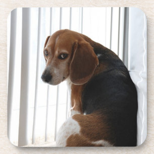 Posavasos actitud beagante