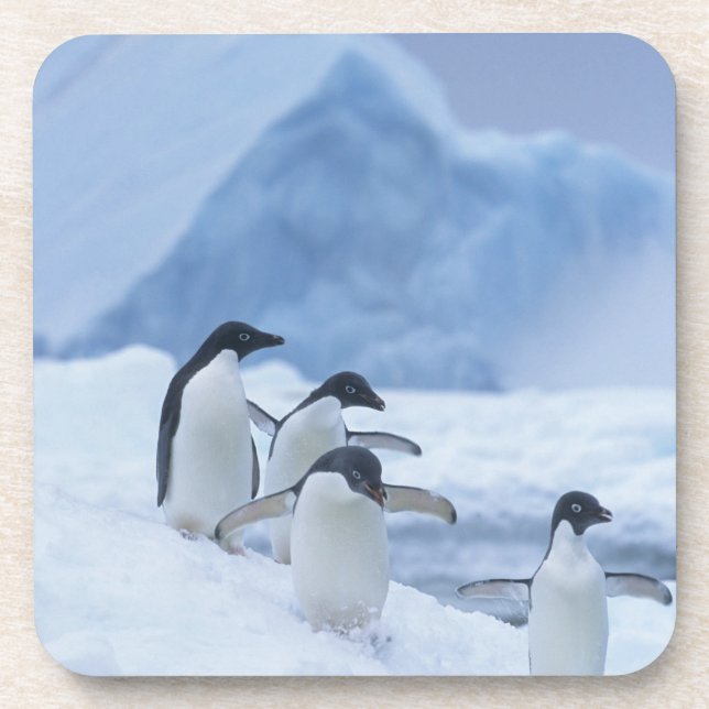 Posavasos Adelie Penguins (Pygoscelis adeliae) sobre hielo, (Frente)