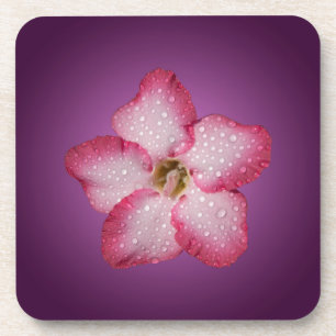 Posavasos Adenium Flor Rosa Flora Gradiente Violeta
