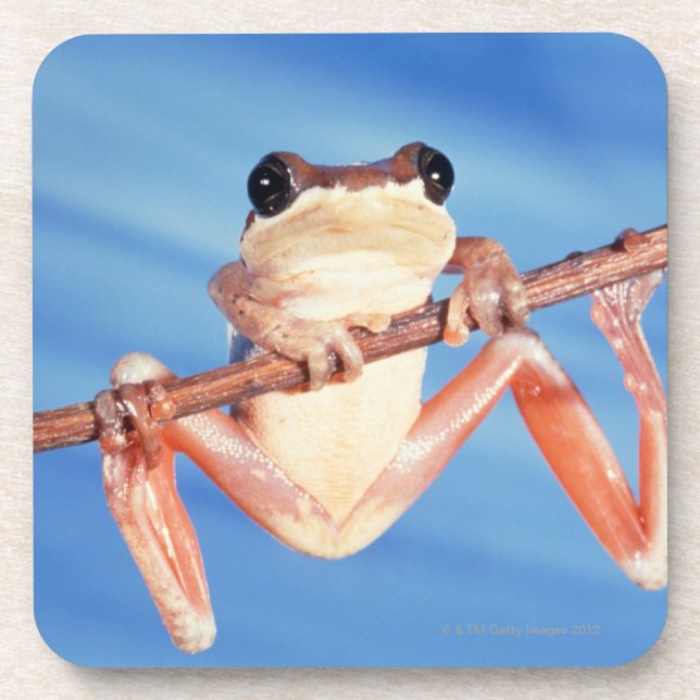 Posavasos África (Frente)