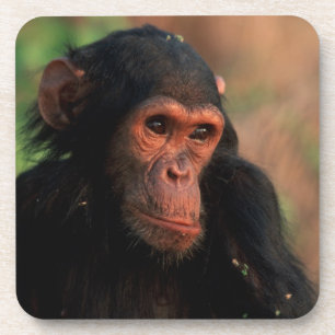 Posavasos África, África oriental, Tanzania