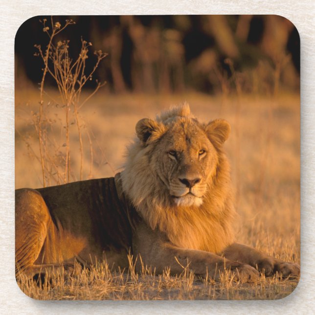 Posavasos África, Botsuana, Delta del Okavango. León (Panthe (Frente)