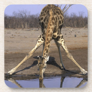 Posavasos África, Botsuana, Parque Nacional Chobe, Jirafa