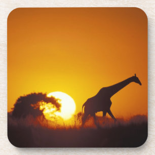 Posavasos África, Botsuana, Parque Nacional Chobe, Jirafa 2