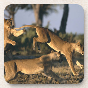 Posavasos África, Botsuana, Parque Nacional Chobe, Leonas