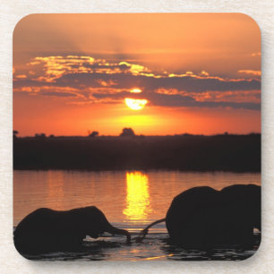 Posavasos África, Botsuana, Parque Nacional Chobe, Manada