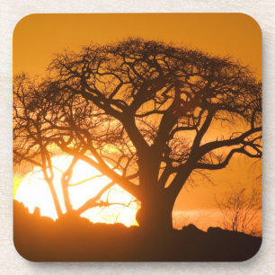 Posavasos África, Botsuana, Puesta de sol siluetea Baobab
