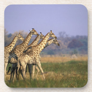 Posavasos África, Botsuana, Reserva de caza de Moremi