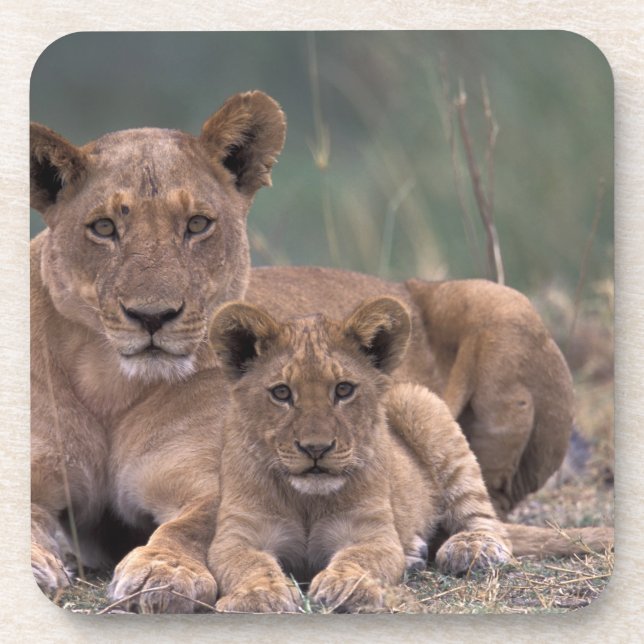 Posavasos África, Botswana, Delta del Okavango. Leones (Frente)