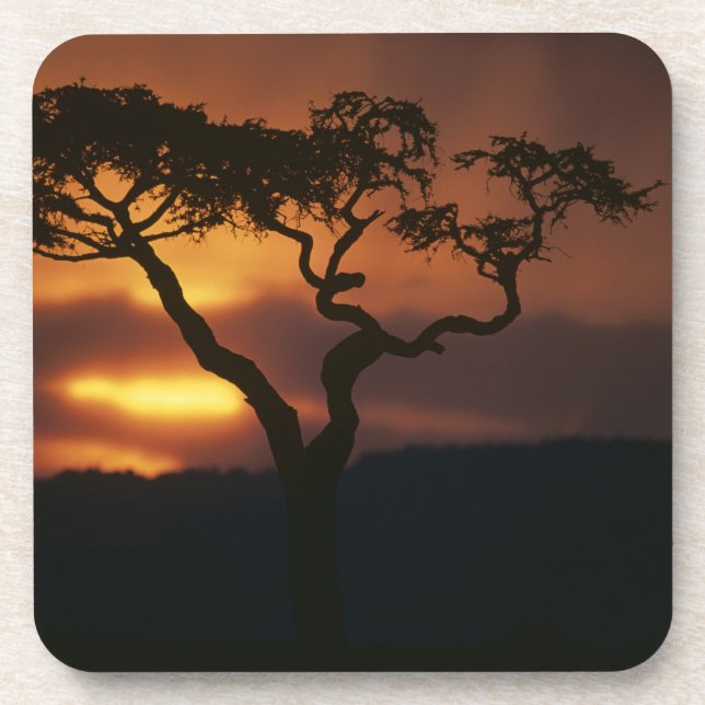 Posavasos África, Kenia, la reserva de caza Masai Mara, esce (Frente)