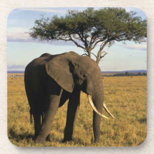 Posavasos África, Kenia, Maasai Mara. Un elefante en el