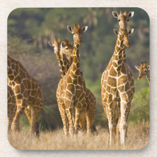 Posavasos África. Kenia. Manada de jirafas reticuladas