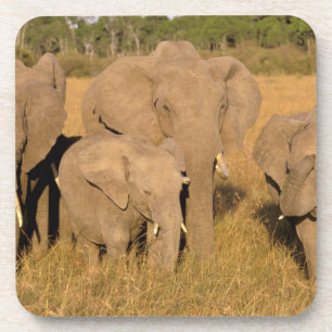 Posavasos África, Kenia, Masai Mara. Elefante africano