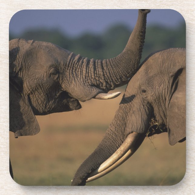 Posavasos África, Kenia, Masai Mara Game Reserve, Two Bull (Frente)