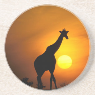 Posavasos África, Kenia, Masai Mara. Jirafa (Giraffa