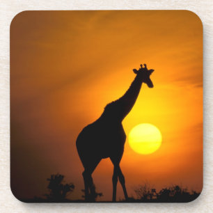 Posavasos África, Kenia, Masai Mara. Jirafa (Giraffa