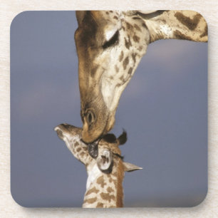 Posavasos África, Kenia, Masai Mara. Jirafas (Giraffa
