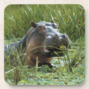 Posavasos África, Kenia, Masai Mara NR. Una hipopótama madre