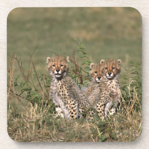 Posavasos África; Kenia; Masai Mara; Tres cachorros de guepa
