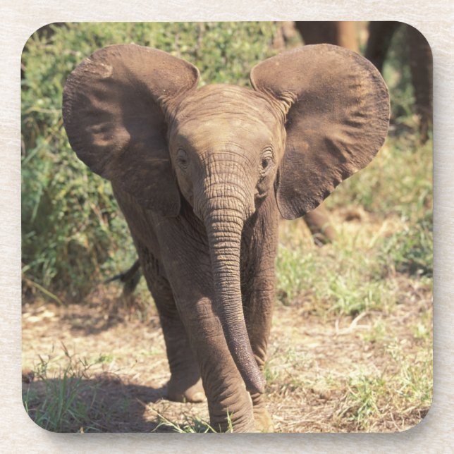 Posavasos África, Kenia, Parque Nacional Amboseli. Africano  (Frente)