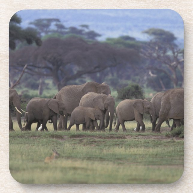 Posavasos África, Kenia, Parque Nacional Amboseli. Africano  (Frente)