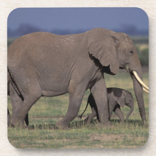 Posavasos África, Kenia, Parque Nacional de Amboseli. Africa