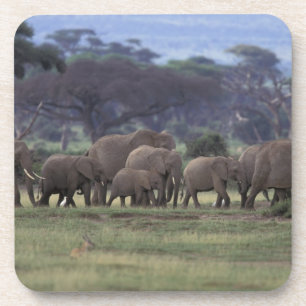 Posavasos África, Kenia, Parque Nacional de Amboseli. Africa