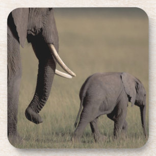 Posavasos África, Kenia, Parque Nacional de Amboseli. Africa