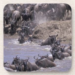 Posavasos África, Kenia, Parque Nacional Masai Mara.