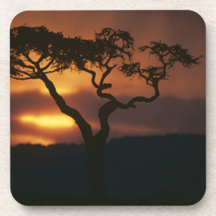 Posavasos África, Kenia, Reserva de caza Masai Mara, Atardec