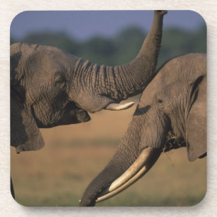 Posavasos África, Kenia, Reserva de caza Masai Mara, Dos tor