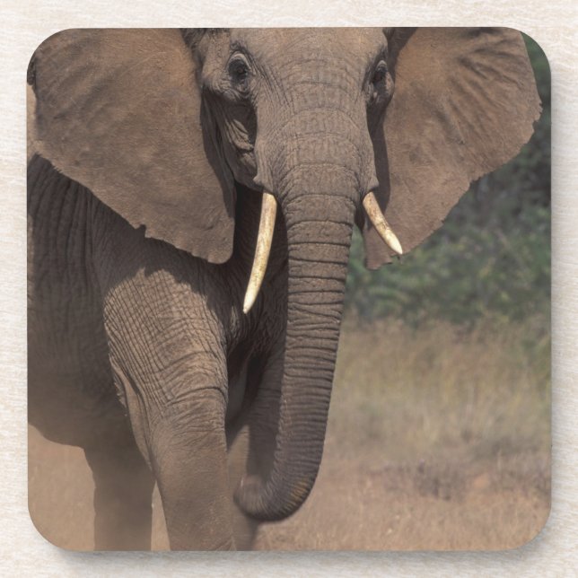 Posavasos África, Kenya, Nanyuki, Mpala. Elefante Africano. (Frente)