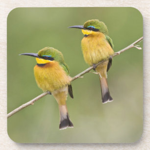 Posavasos África. Tanzania. Abejorros pequeños en Manyara