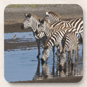 Posavasos África. Tanzania. Cebras bebiendo en Ndutu