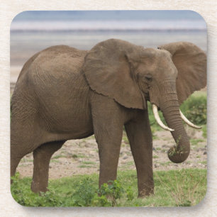 Posavasos África. Tanzania. Elefante en el Parque Nacional d