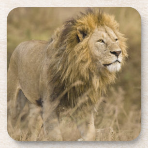 Posavasos África. Tanzania. León macho en Ngorongoro