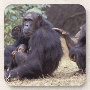 Posavasos África, Tanzania, Parque Nacional Gombe Infante he