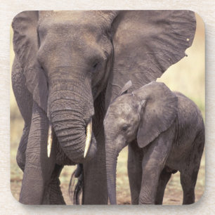 Posavasos África, Tanzania, Parque Nacional Tarangire. 2