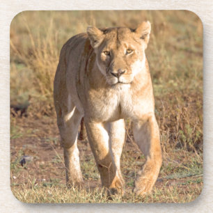Posavasos África, Tanzania, Serengeti. León y leona