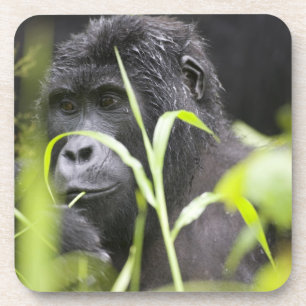 Posavasos África Uganda, Bwindi