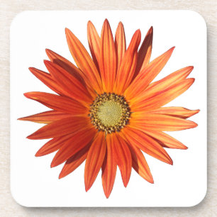 Posavasos African Daisy