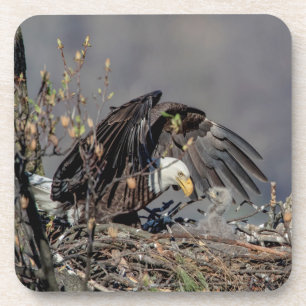 Posavasos Águila calva con su bebé