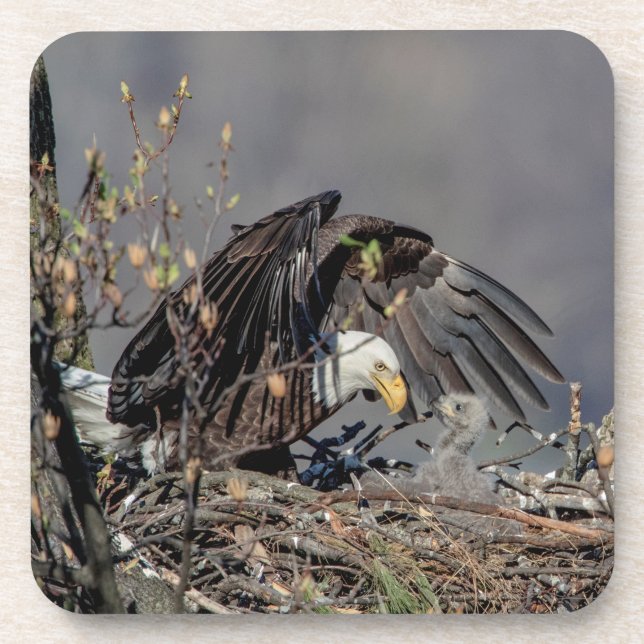 Posavasos Águila calva con su bebé (Frente)