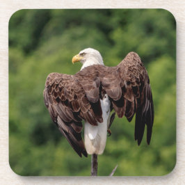 Posavasos Águila calva en una rama