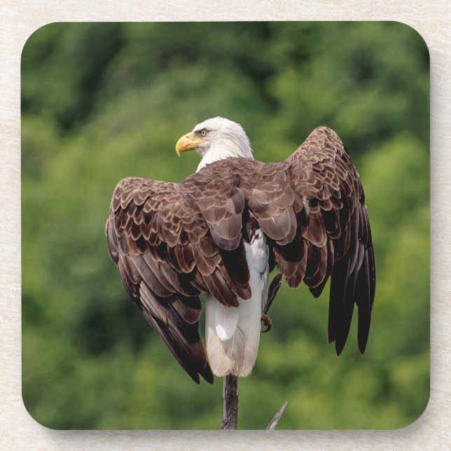 Posavasos Águila calva en una rama (Frente)