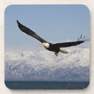 Posavasos Águila calva en vuelo, Haliaeetus leucocephalus, 3